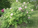 Ann Marie peony photo