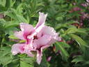 Ann Marie peony photo