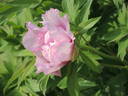 Ann Marie peony photo