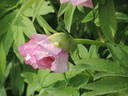 Ann Marie peony photo