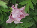 Ann Marie peony photo