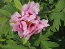 Ann Marie peony photo