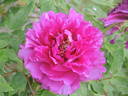Georges Paul peony photo