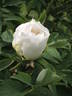 Hakuo Jishi peony photo
