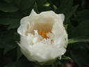 Hakuo Jishi peony photo