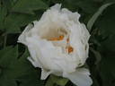 Hakuo Jishi peony photo