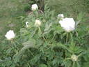 Hakuo Jishi peony photo