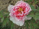 Shima Nishiki 島錦 peony photo