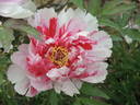 Shima Nishiki 島錦 peony photo