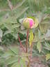 Shima Nishiki 島錦 peony photo