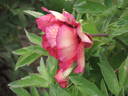 Gauguin peony photo