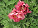 Gauguin peony photo