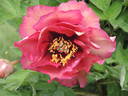 Gauguin peony photo