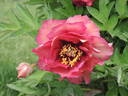 Gauguin peony photo