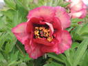 Gauguin peony photo