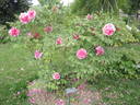 Triomphe de van der Maelen peony photo