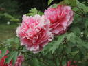 Triomphe de van der Maelen peony photo