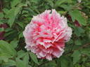 Triomphe de van der Maelen peony photo