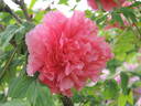 Triomphe de van der Maelen peony photo