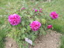 Souvenir de Ducher peony photo