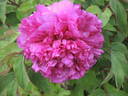 Souvenir de Ducher peony photo