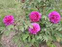 Souvenir de Ducher peony photo