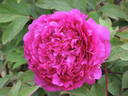 Souvenir de Ducher peony photo