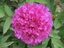 Souvenir de Ducher peony photo
