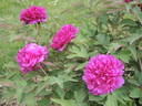Souvenir de Ducher peony photo