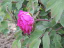 Souvenir de Ducher peony photo