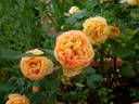 Mango Romantica rose photo