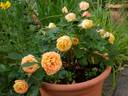 Mango Romantica rose photo