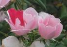 Blushing Knock Out rose photo