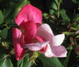 Blushing Knock Out rose photo