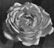 Clibrans' White rose photo