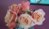 Julia's Secret rose photo