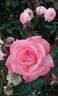 Pink Petticoat rose photo