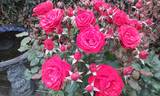 Everlasting Love rose photo
