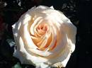 Emperor rose photo