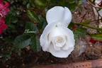 Cosmos rose photo