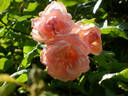 Paco Rabanne rose photo