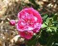 The Captain of Hearts rose photo