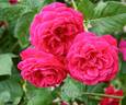La merveille écarlate rose photo