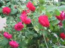 La merveille écarlate rose photo