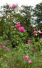 Camellia Rose rose photo