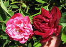 Grandmom Schmidt rose photo
