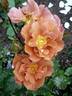 Edith Holden rose photo