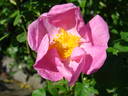 <i>Rosa villosa</i> var. <i>recondita</i> rose photo