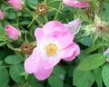 Bradwardine rose photo