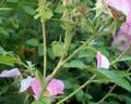 Bradwardine rose photo